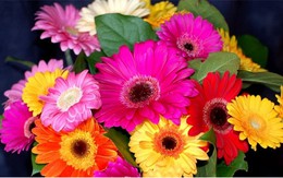 Những loại hoa Tết bạn nên mua để mang lại may mắn, tài lộc cả năm