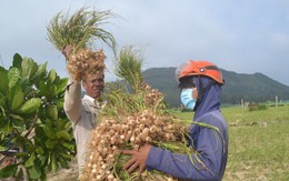 Lý Sơn mất mùa “vàng trắng”