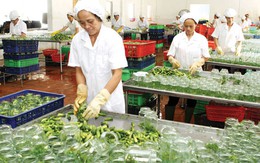 Xuất khẩu nông sản “ngại” gì từ thị trường truyền thống?