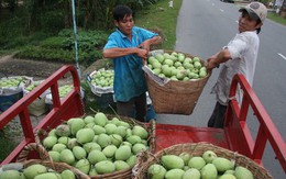 “Săn” xoài cát chu để xuất khẩu