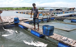 Bà Rịa - Vũng Tàu: Ngư dân thiệt hại hơn 8 tỉ đồng vì cá chết trắng bè