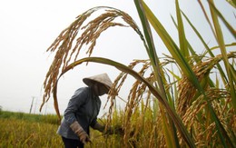 Giá gạo sẽ bình ổn trở lại sau những ảnh hưởng từ chương trình trợ giá của Thái Lan