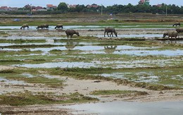 Những tiếng thở dài của diêm dân