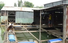Hàng trăm bè cá chết ở An Giang: hỗ trợ 7-10 triệu đồng/100m3