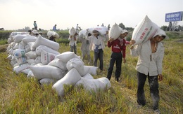 Gạo Việt bị nhiều quốc gia qua mặt