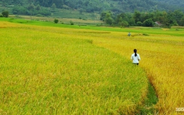 Thủ tướng đồng ý chuyển đổi hơn 1.477 ha đất trồng lúa sang đất phi nông nghiệp