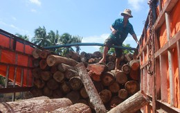 Có hay không việc tạo kẽ hở cho gỗ quý từ Campuchia vào Việt Nam?