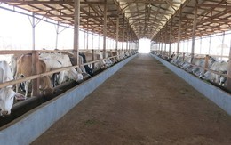 HAGL thu về 2.500 tỷ đồng trong năm đầu tiên chăn nuôi bò