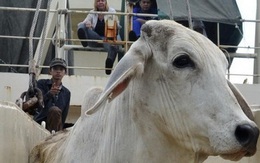 Cấm xuất khẩu bò Úc sang VN: Đang dừng để điều tra
