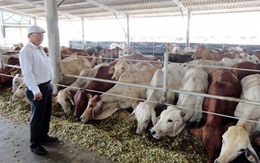 6 tháng nhập khẩu trên 100 nghìn con bò Australia