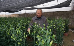 Nghệ An: Cựu chiến binh quê Bác thu hàng trăm triệu từ trồng hoa ly dịp Tết