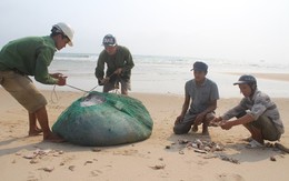 Sau thảm họa cá chết ở Miền Trung: 4 ngư dân ra khơi một đêm, chia nhau được 20 ngàn đồng
