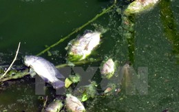 Cá chết bất thường phủ trắng trên thượng nguồn sông Sài Gòn