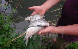 Vụ cá chết ở suối Đắk Dao: Có thể có liên quan đến Alumin Nhân Cơ