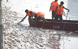 Cá chết hàng loạt ở Hồ Tây: Huy động Bộ Tư lệnh Thủ đô để vớt