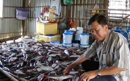 Hàng trăm bè cá chết bất thường trên sông Hậu