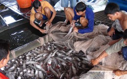 Cận tết, dân miền Tây tổn thất 25 tỉ đồng vì cá chết