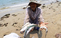 Vụ cá chết hàng loạt: Chính phủ sẽ hỗ trợ ngư dân