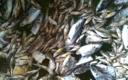 ​Cá nuôi trên sông Cái Vừng lại chết bất thường