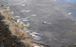 Cá chết trắng sông vì nước thải đen ngòm của khu công nghiệp