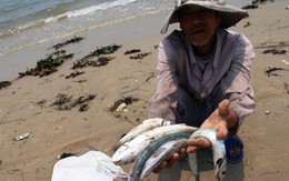 Bộ Công Thương: Kêu gọi ủng hộ tiêu thụ cá đánh bắt xa bờ cho ngư dân