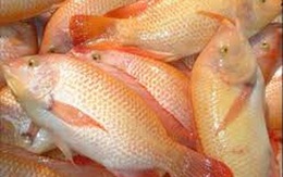 Công ty CP Sài Gòn Food khẳng định chưa bao giờ sản xuất và XK cá điêu hồng
