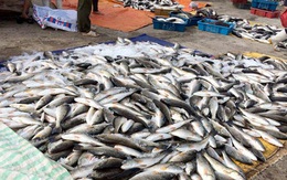 Báo cáo Thủ tướng vụ cá chết bất thường ở biển Thanh Hóa