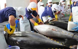 Xuất khẩu cá ngừ khởi sắc