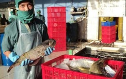 Xây dựng cơ chế quản lý hoạt động xuất khẩu cá nóc