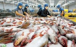 Mỹ tiếp tục áp thuế chống bán phá giá cá tra Việt