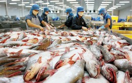 Ban hành Quy chuẩn Quốc gia về cá tra đông lạnh trong tháng 7