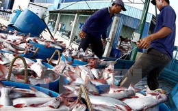 Cẩn trọng khi tăng diện tích nuôi cá tra