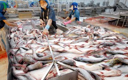 Vì sao cá tra Việt một mình một chợ vẫn khó bán hàng?
