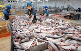 Trung Quốc là thị trường XK cá tra lớn thứ 3 của Việt Nam