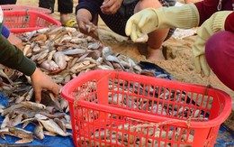 Bộ KHCN “lên tiếng” về vụ cá chết hàng loạt ở biển miền Trung