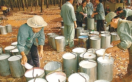 Gemadept chính thức được cấp phép trồng cây cao su tại Campuchia