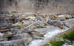 Hơn 5.000 con cá sấu không có đầu ra