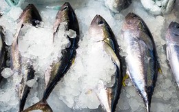 Thiếu công nghệ bảo quản, cá ngừ Việt Nam long đong “xuất ngoại”
