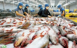 Thận trọng khi xuất khẩu cá tra sang Trung Quốc