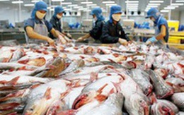 Doanh nghiệp vẫn lo lắng dù xuất khẩu cá tra tăng
