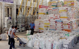 Sản xuất gạo chất lượng cao để xuất khẩu