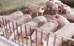 “Trị” chất cấm trong chăn nuôi: Lỗ hổng to trong quản lý