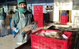 “Vỡ mộng” xuất khẩu cá nóc