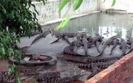 Thương lái thao túng giá cá sấu - người nuôi lỗ nặng