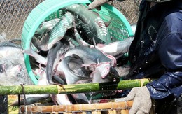 Thiên tai đe dọa xuất khẩu thủy sản