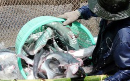 ĐBSCL: Giá cá tra giảm mức kỷ lục