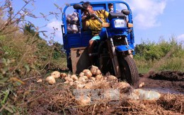 Nông dân Bình Phước lao đao vì dư thừa củ đậu