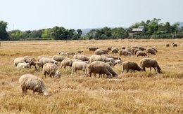 Ninh Thuận: Giá cừu tăng mạnh