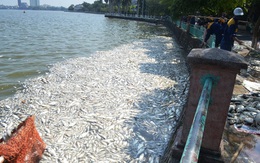 Cá chết 'trắng' Hồ Tây: Phát hiện lượng Amoni tăng gấp 24 lần