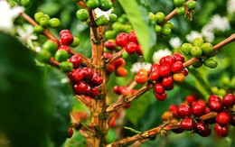 Giá cà phê robusta sẽ còn cao trong vài tháng tới do tồn trữ thấp